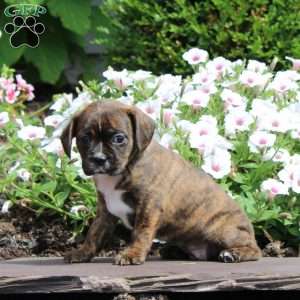 Kitty, Boston Terrier Mix Puppy